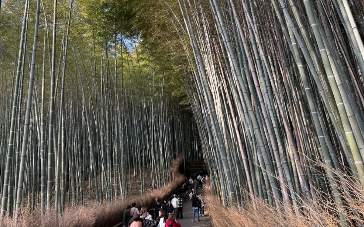 我来到了Bing壁纸所在地：岚山竹林